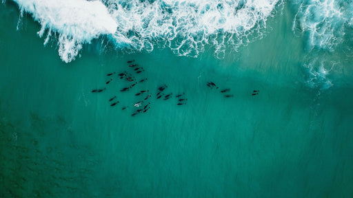 Seal And Penguin Islands Sea Kayak Day Tour & 1 Bottle Of Wine - We Wander