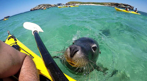Seal And Penguin Islands Sea Kayak Day Tour & 1 Bottle Of Wine - We Wander