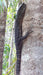 Segway Rainforest Discovery Tour - We Wander