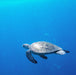 Ssi Master Diver Program - We Wander
