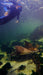 Stingray Snorkel With Entry Pass - We Wander