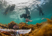 Swim With The Giant Cuttlefish - We Wander