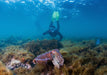 Swim With The Giant Cuttlefish - We Wander