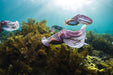Swim With The Giant Cuttlefish - We Wander