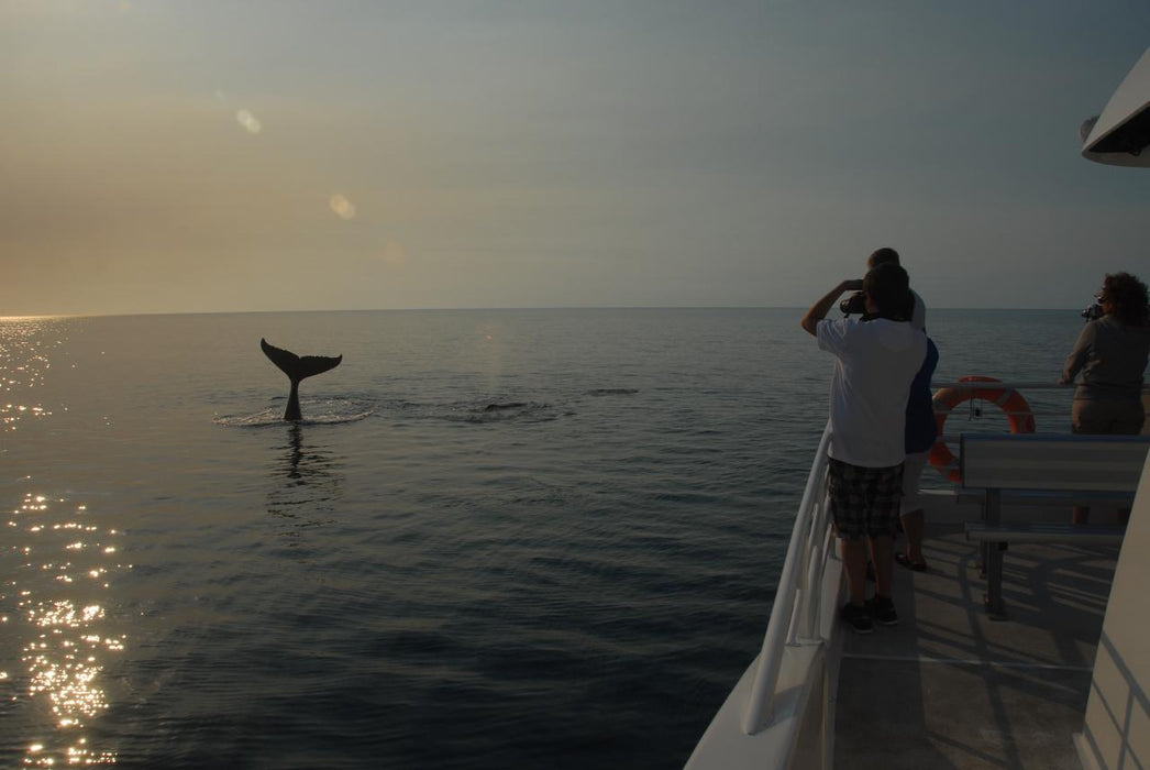 Whalesong Whale Watch Tour