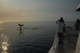 Whalesong Whale Watch Tour