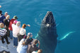 Whalesong Whale Watch Tour - We Wander