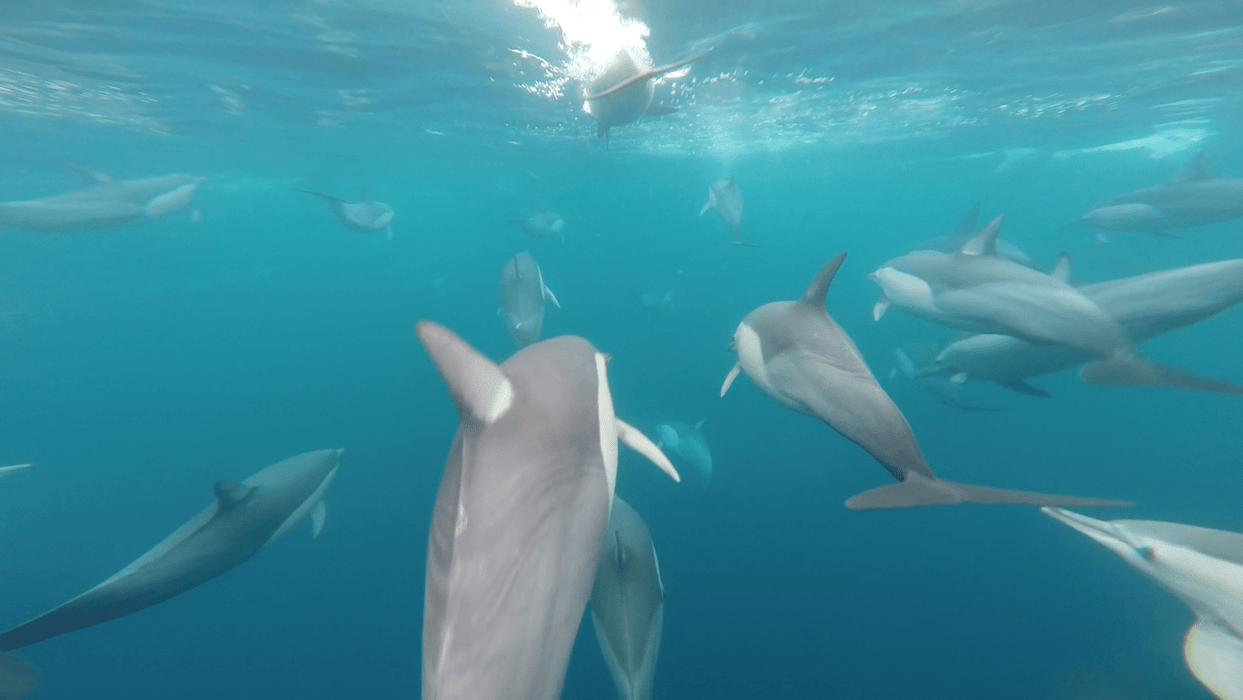 Wild Dolphin Watch - We Wander
