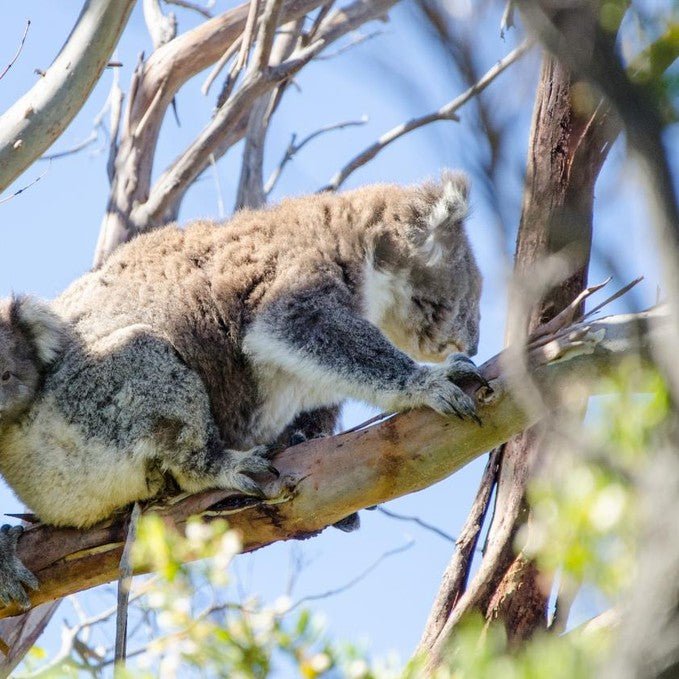 Wildlife Tours Australia: Hunter Valley Winery Tour - Sydney - We Wander
