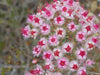 Wonderful Western Wildflowers - We Wander