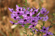 Wonderful Western Wildflowers - We Wander